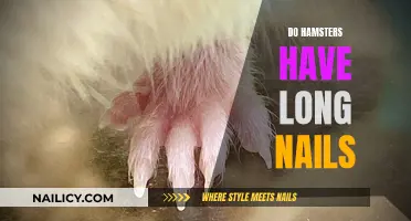 Hamsters' Nails: How Long Do They Grow?