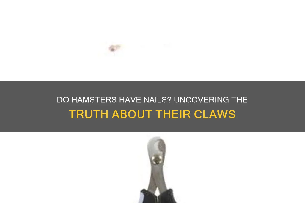 do hamsters have nails