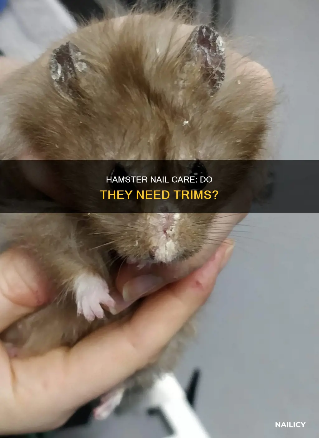 do hamsters need nails cut