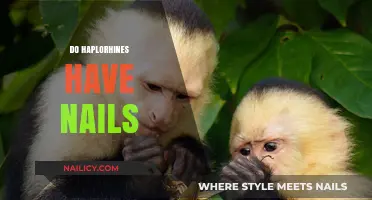 Do Haplorhines Have Nails? Exploring Primate Anatomy and Adaptations