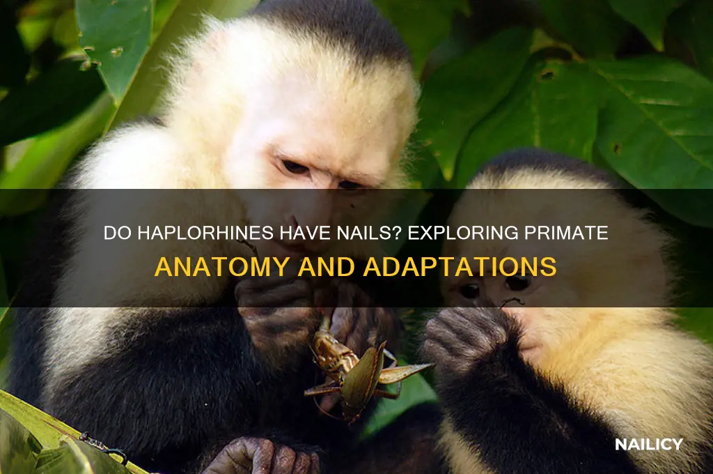 do haplorhines have nails