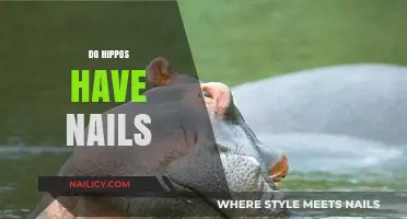 Do Hippos Have Nails? Uncovering the Truth About Their Hooves