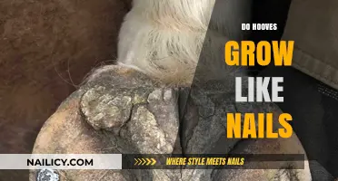 How Do Hooves Grow Differently Than Nails?