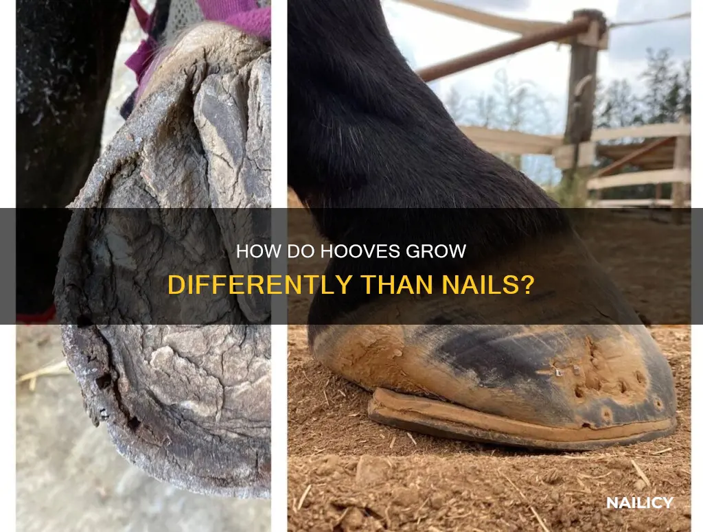 do hooves grow like nails