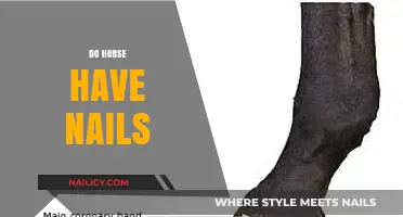 Do Horses Have Nails? Uncovering the Truth About Equine Hooves