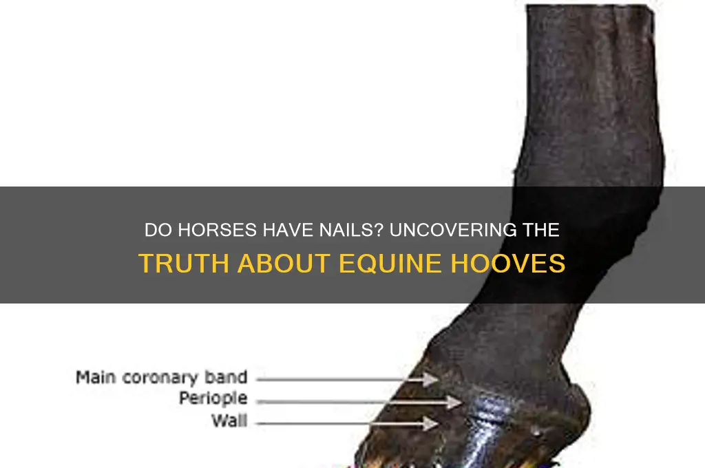 do horse have nails