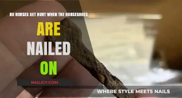 The Truth About Horseshoes: Do They Hurt Horses?