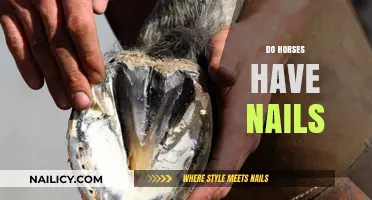 Do Horses Have Nails? Uncovering Equine Hoof Anatomy and Care