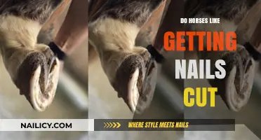 Hoof Care Insights: Do Horses Enjoy Their Nail Trimming Sessions?