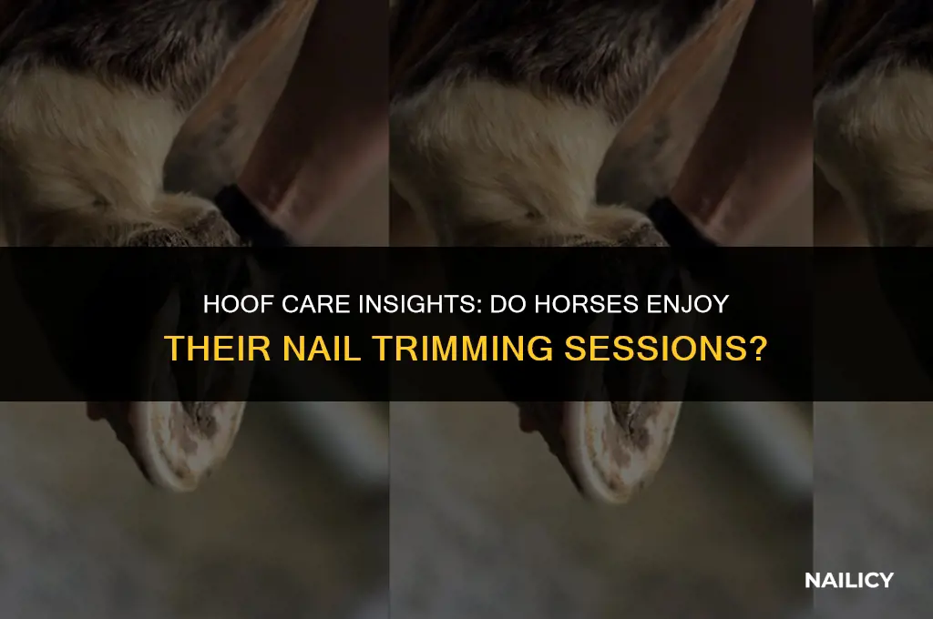 do horses like getting nails cut
