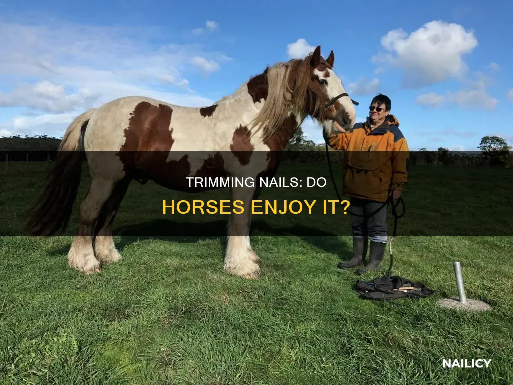 do horses like nail trimming