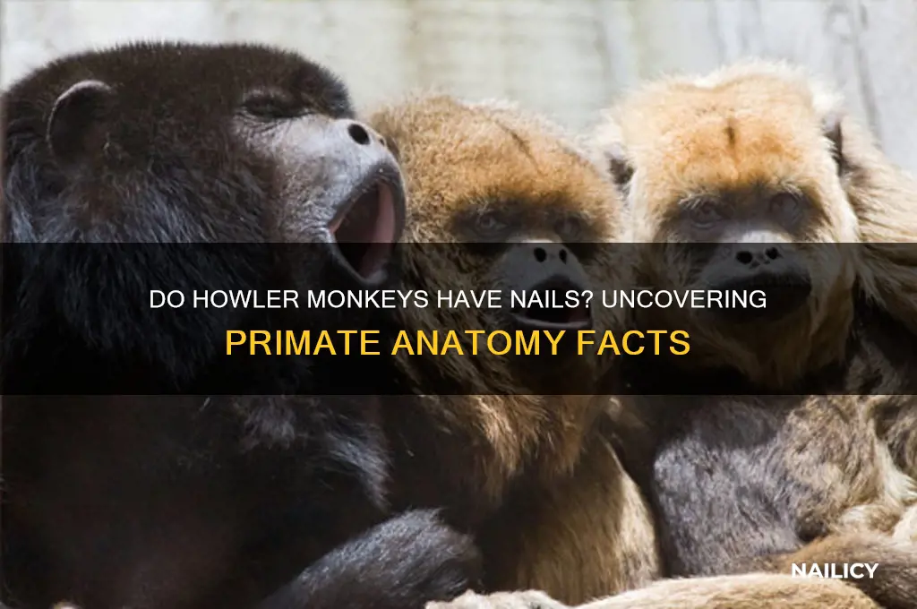 do howler monkeys have nails