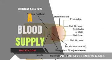 Do Human Nails Have a Blood Supply? Unveiling the Truth