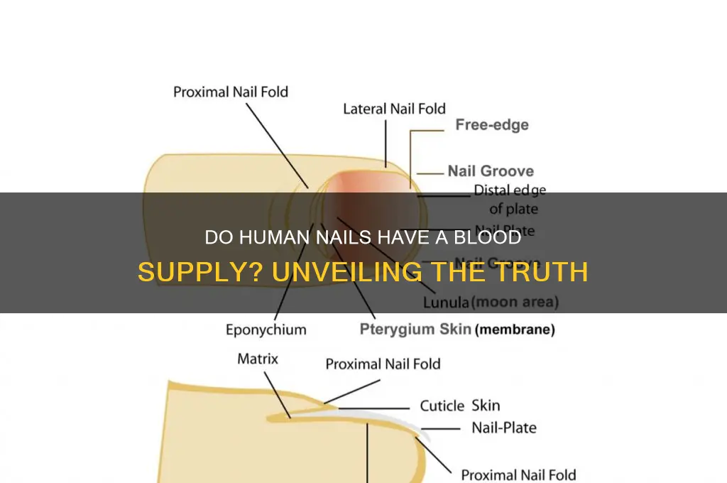 do human nails have a blood supply