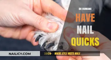 Do Humans Have Nail Quicks? Uncovering the Truth Behind Nail Anatomy