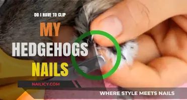 Hedgehog Nail Care: Clipping Tips and Essentials for Healthy Paws