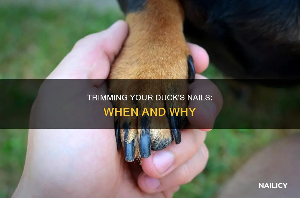 do i have to cut back nail duck