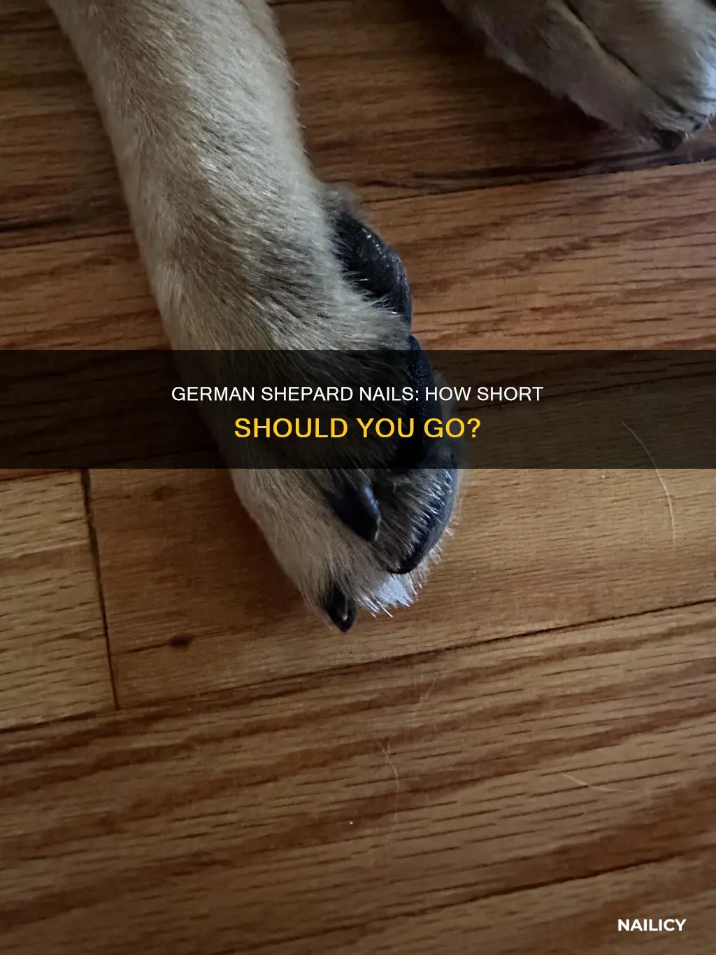 do i have to cut my german shepard nails