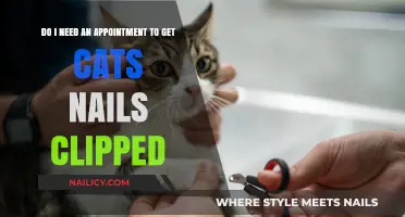 Feline Nail Care: Appointment Necessary or DIY?