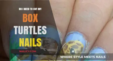 Proper Nail Care for Your Box Turtle