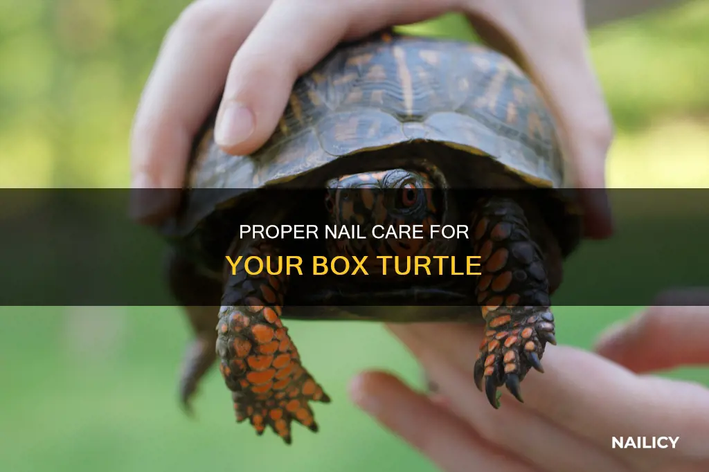 do i need to cut my box turtles nails