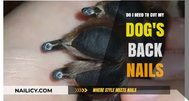 Trimming Your Dog's Back Nails: When and Why