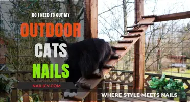 Outdoor Cats and Nail Trimming: Necessary or Not?