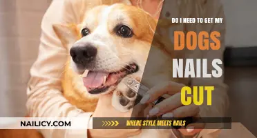 Paws and Reflect: The Importance of Regular Dog Nail Trims
