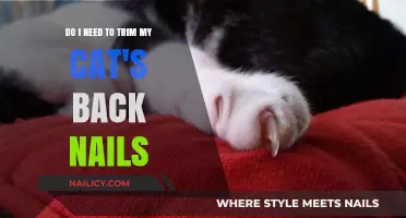 Trimming Your Cat's Back Nails: When and Why You Should