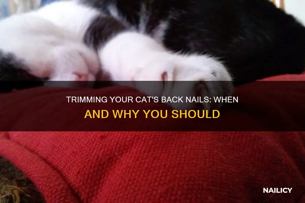 do i need to trim my cat