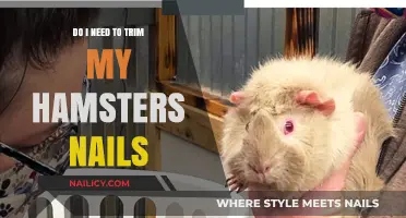 Hamster Nail Trimming: A Necessary Grooming Routine