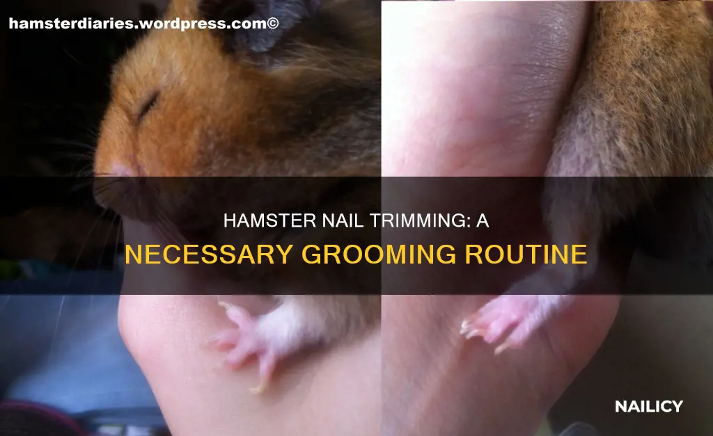 do i need to trim my hamsters nails