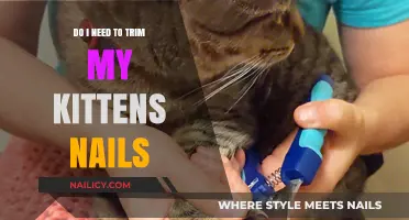 Trimming Your Kitten's Nails: When and How to Do It Right