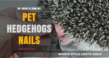 Trimming Your Hedgehog's Nails: When and How to Do It