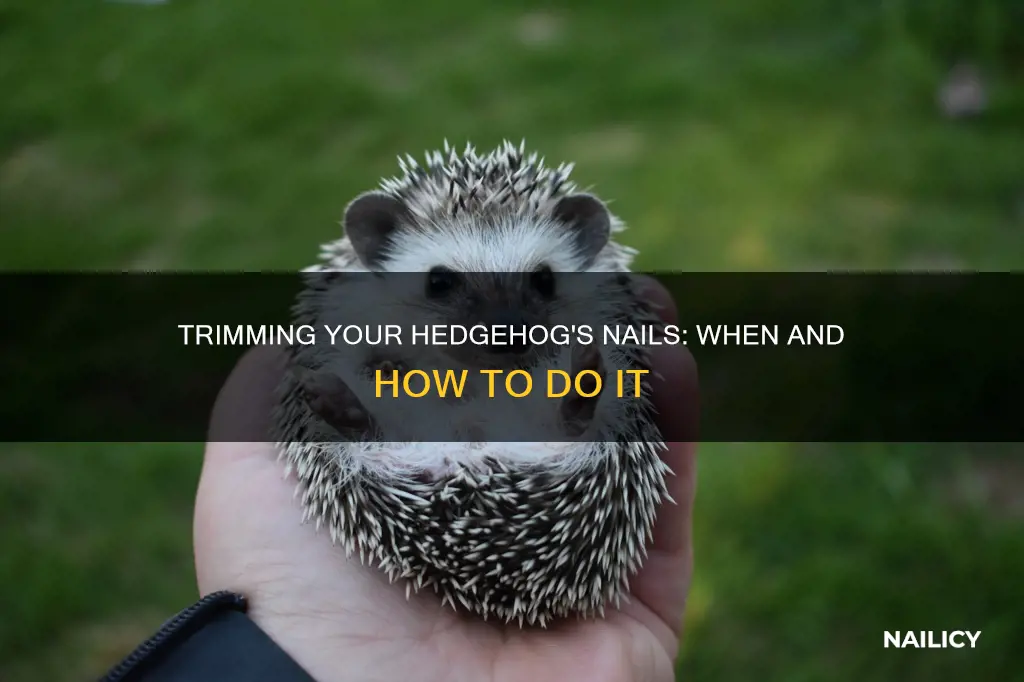 do i need to trim my pet hedgehogs nails