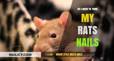 Trimming Your Rat's Nails: When and Why You Should Do It