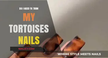 Trimming Tortoise Nails: When and Why You Should Do It
