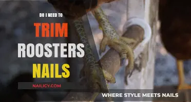 Rooster Claw Care: Trimming Nails, the Why and How