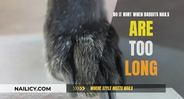 Rabbits' Long Nails: A Painful Problem?