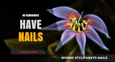 Do Kangaroos Have Nails? Unveiling the Truth About Their Paws