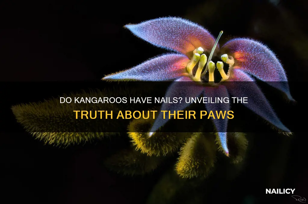 do kangaroos have nails