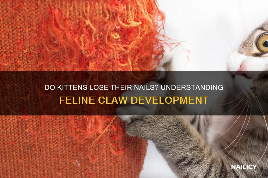 do kittens lose their nails
