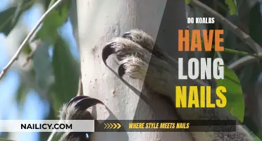 Koala Claw Care: Do They Need Manicures?