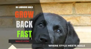 How Fast Do Labrador Nails Grow Back?