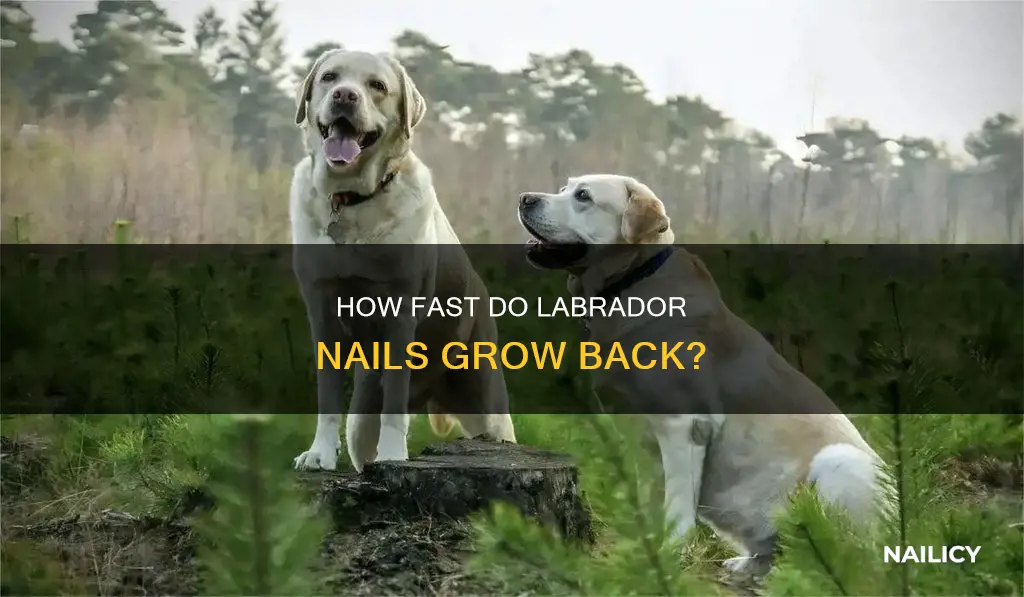 do labrador nails grow back fast