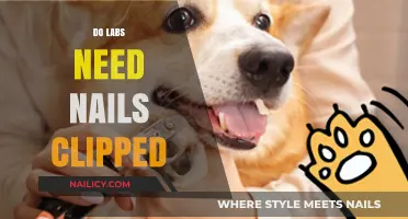 Do Labs Need Nail Trims? Essential Grooming Tips for Your Labrador