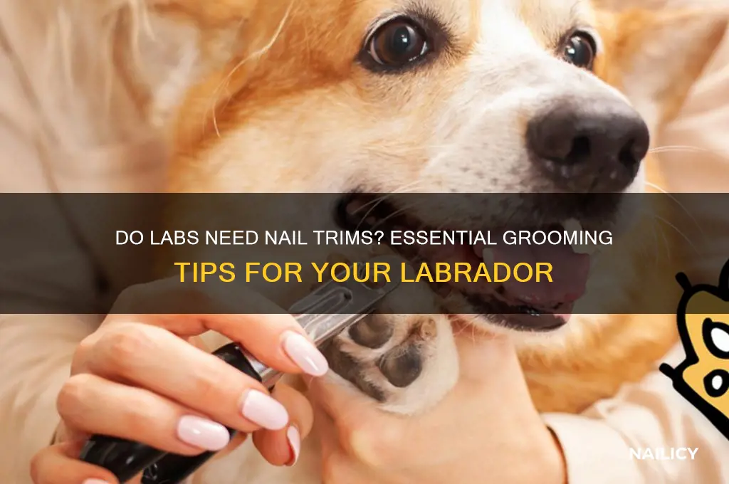 do labs need nails clipped