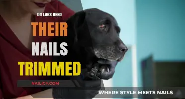 Trimming Nails: A Necessary Task for Lab Owners