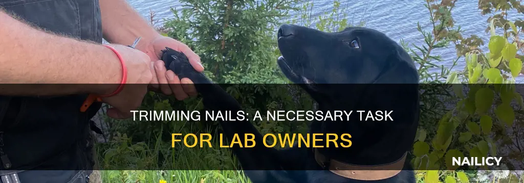 do labs need their nails trimmed