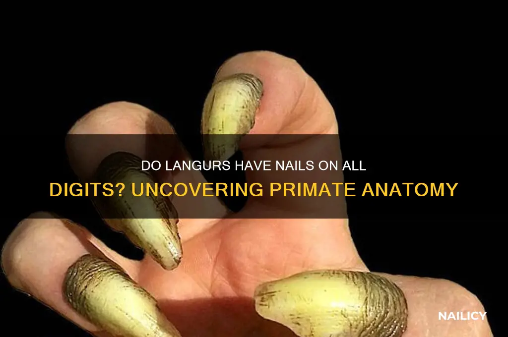 do langurs have nails on all didgets